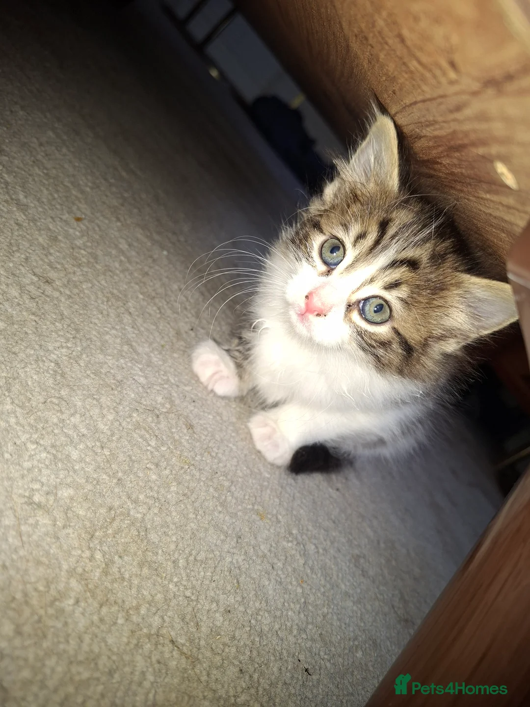 Mixed Breed cats for sale: Little female cat - Advert 7