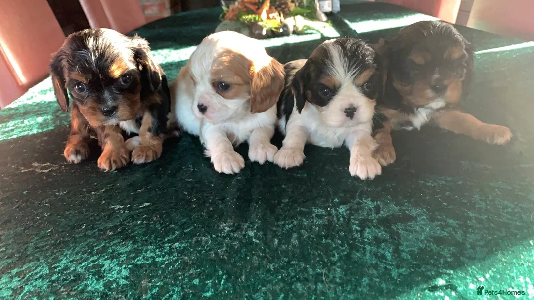 Cavalier King Charles Spaniel dogs for stud: For Stud- Exceptional Champ Pedigree Health Tested in New Milton - Advert 2