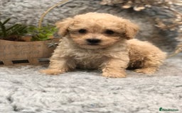 Poochon dogs for sale: Tiny babies ❤️❤️❤️ - Advert 15