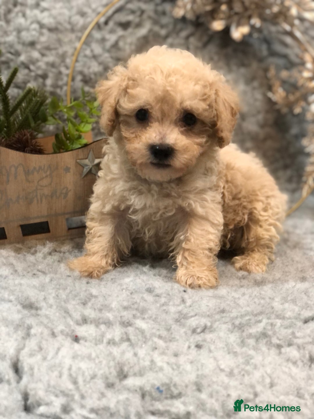 Poochon dogs for sale: Tiny babies ❤️❤️❤️ - Advert 15