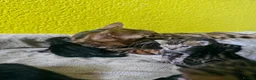 Bengal cats for sale: Adorable Bengal Kittens - Advert 4