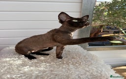 Devon Rex cats for sale: Chocolate Devon Female - Image 4