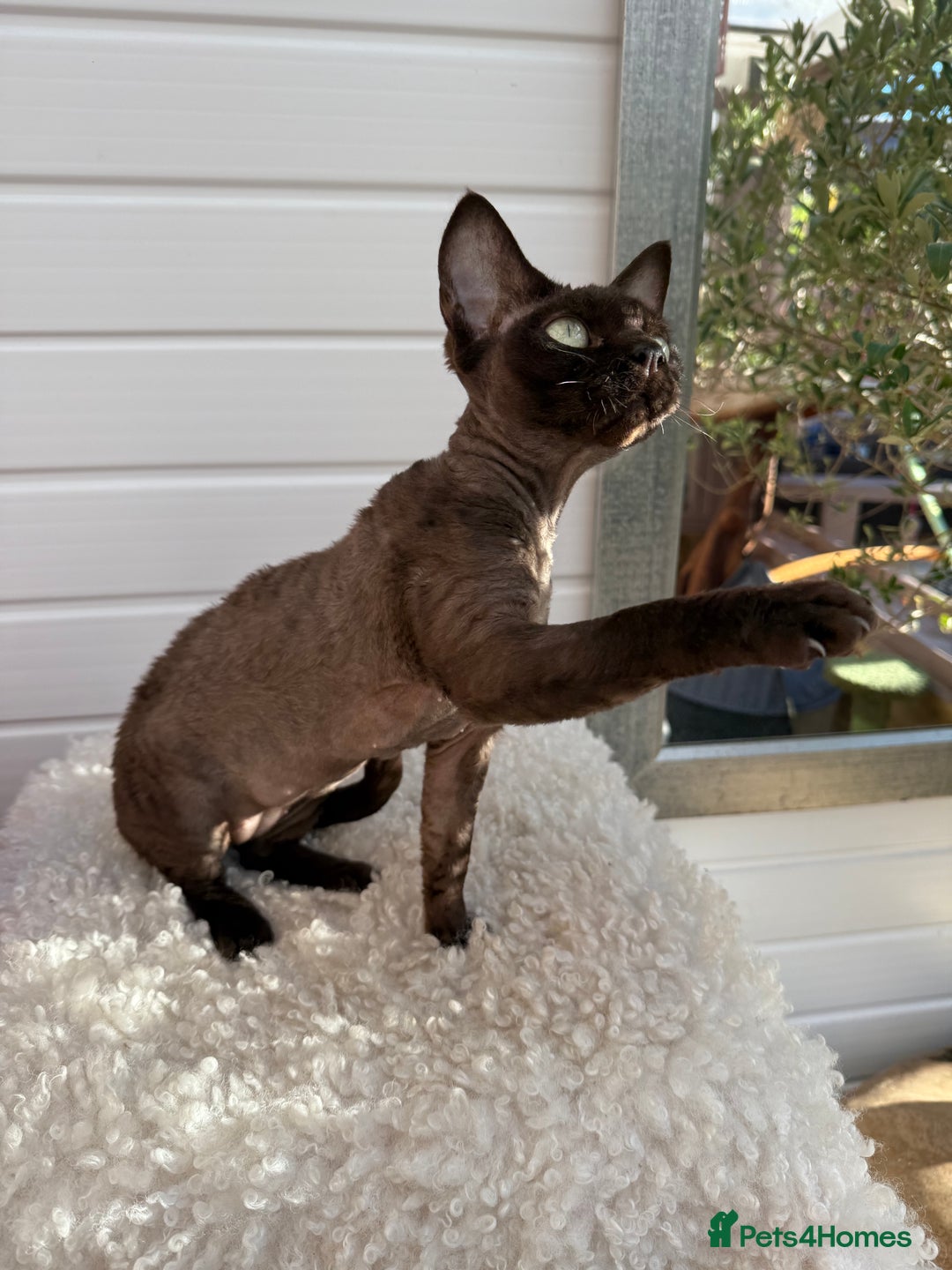 Devon Rex cats for sale: Chocolate Devon Female - Image 4