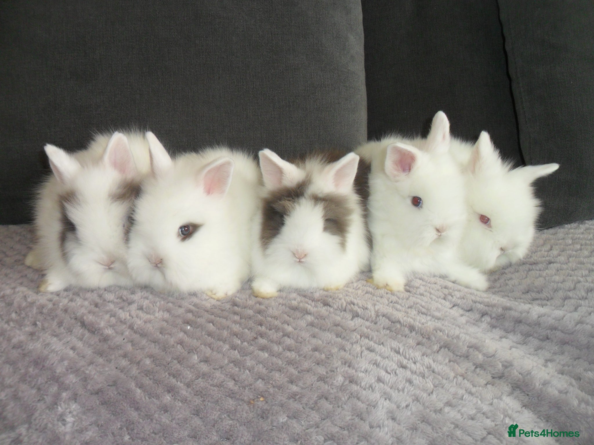 Lionhead rabbits BEAUTIFUL BABY LIONHEAD RABBITS WITH BLUE EYES - Advert 2