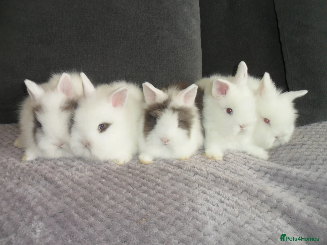 Lionhead rabbits for sale: BEAUTIFUL BABY LIONHEAD RABBITS WITH BLUE EYES in Southampton - Advert 1