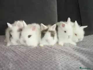 Lionhead rabbits BEAUTIFUL BABY LIONHEAD RABBITS WITH BLUE EYES - Advert 2
