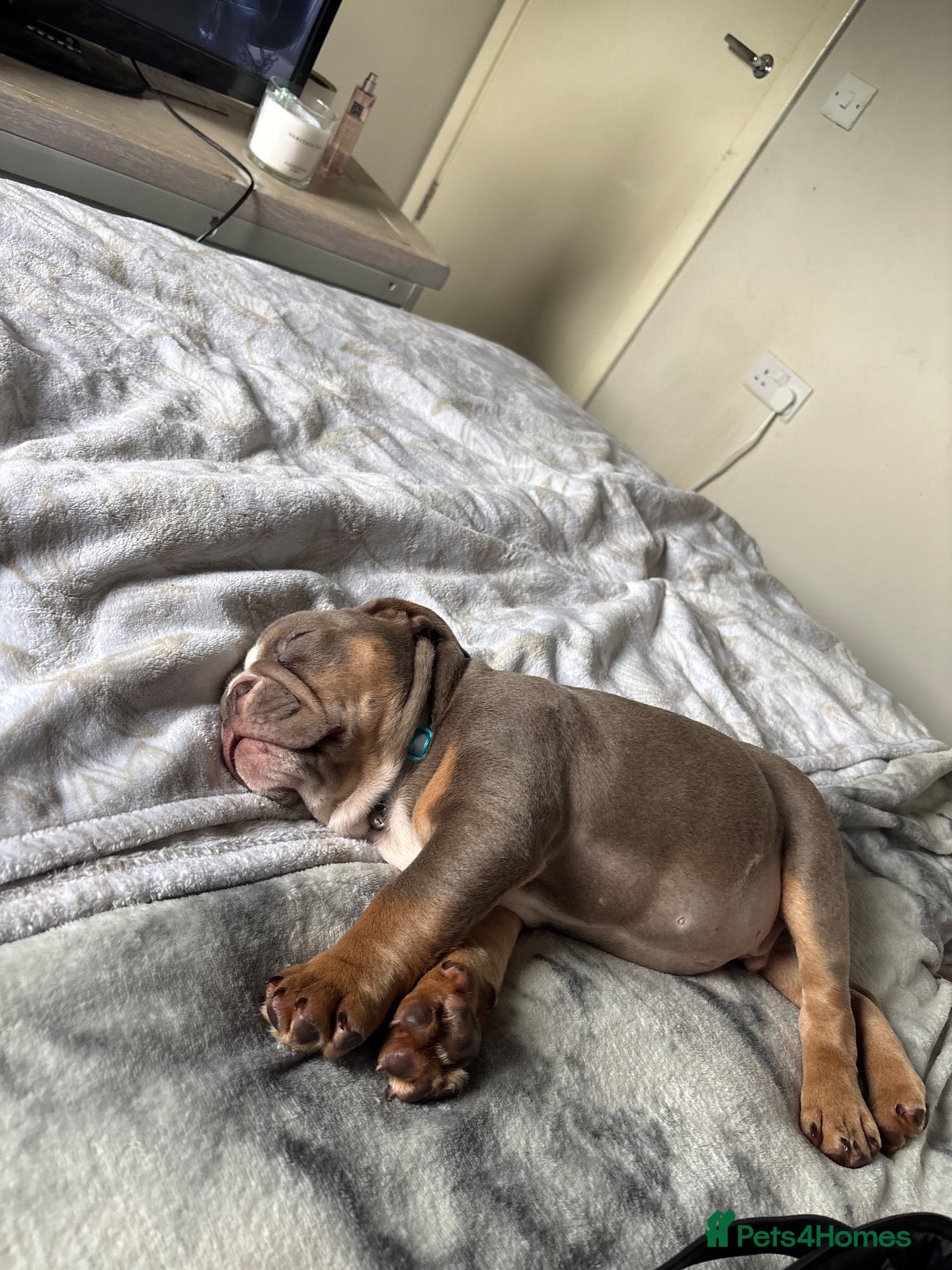 English Bulldog dogs 12 week English bulldog  - Advert 2