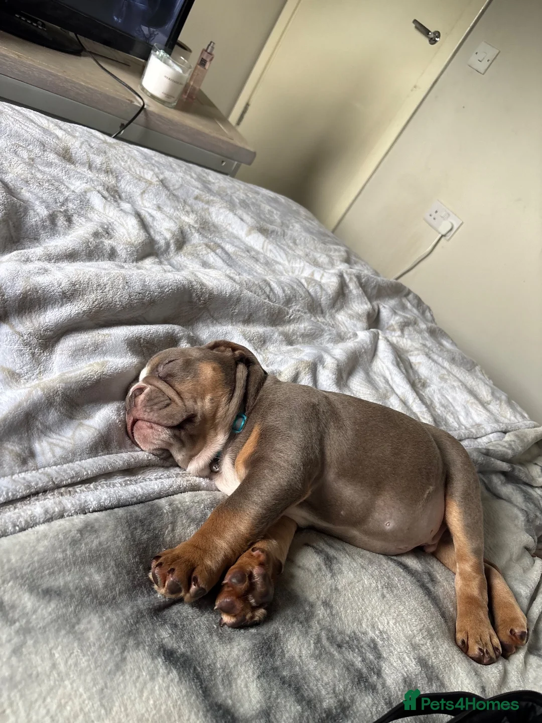 English Bulldog dogs for sale: 12 week English bulldog  - Advert 1