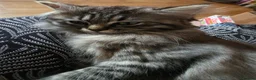 Ragdoll cats for sale: 3 beautiful fluffy ragdoll kittens - Advert 35