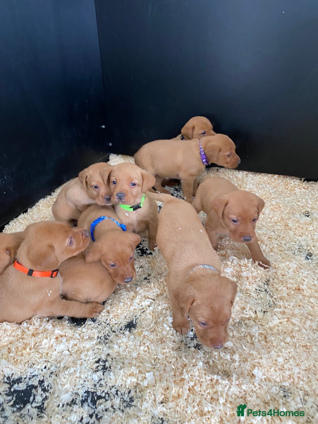 Labrador Retriever dogs for stud: Royal Red gun dog for stud - Image 15