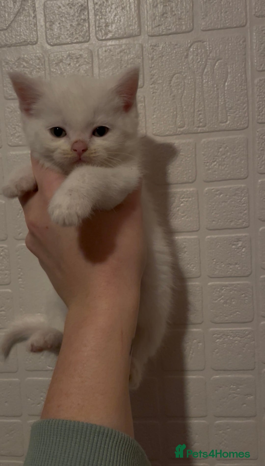 Domestic Shorthair cats for sale: Kittens ready to reserve  - Advert 5