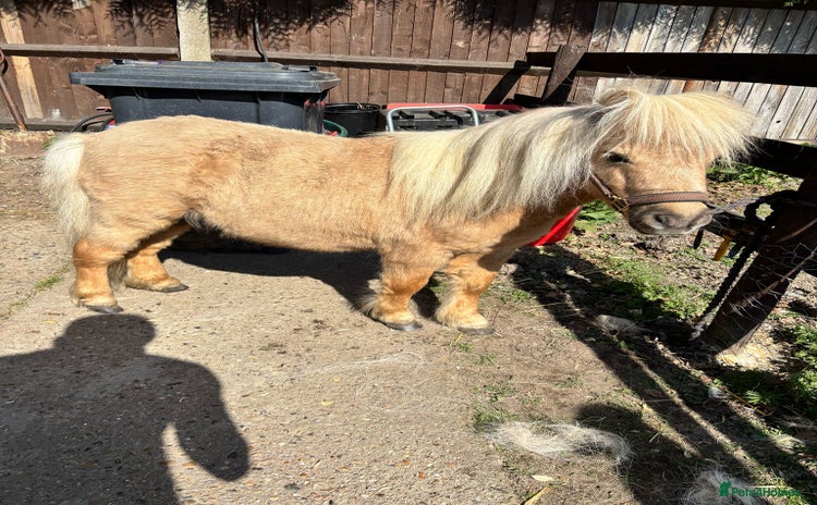 Shetland pony horses - Advert 3