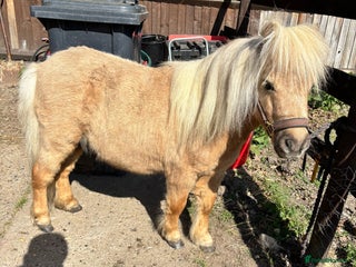 Shetland pony horses - Advert 1