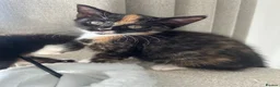 Mixed Breed cats for sale: Rescue kittens looking for their forever home! - Advert 10