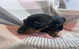Dachshund dogs for sale: Dachshund puppies - Image 17