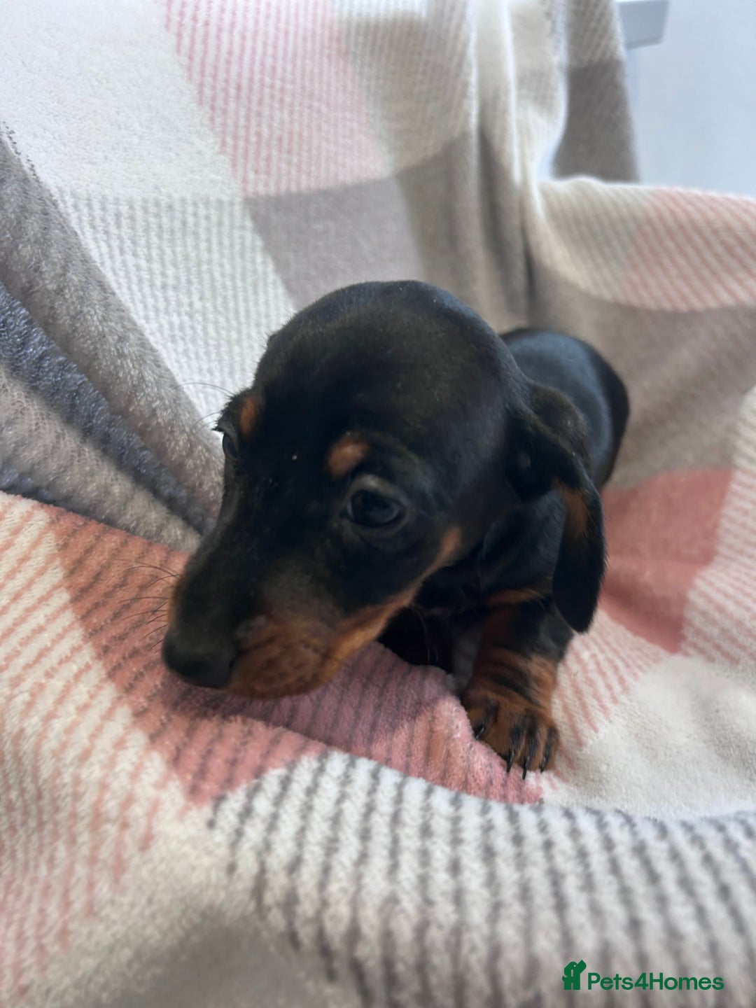 Dachshund dogs for sale: Dachshund puppies - Image 17