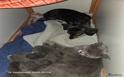 British Shorthair cats for sale: GCCF Chunky British Shorthair Kittens - Image 6