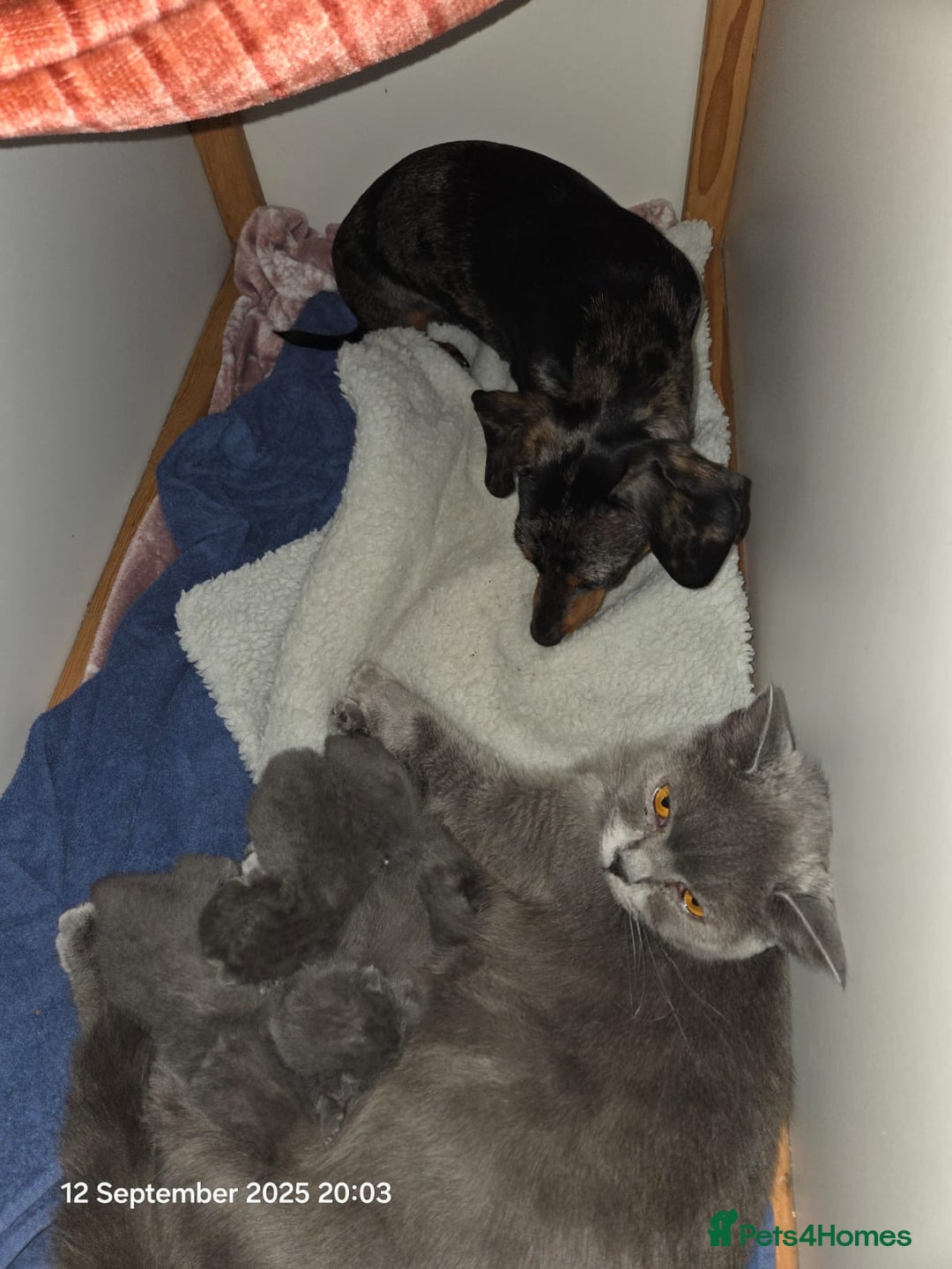 British Shorthair cats for sale: GCCF Chunky British Shorthair Kittens - Image 6