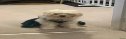 Maltipoo dogs for sale: Beautiful Amber for re homing!  - Advert 8