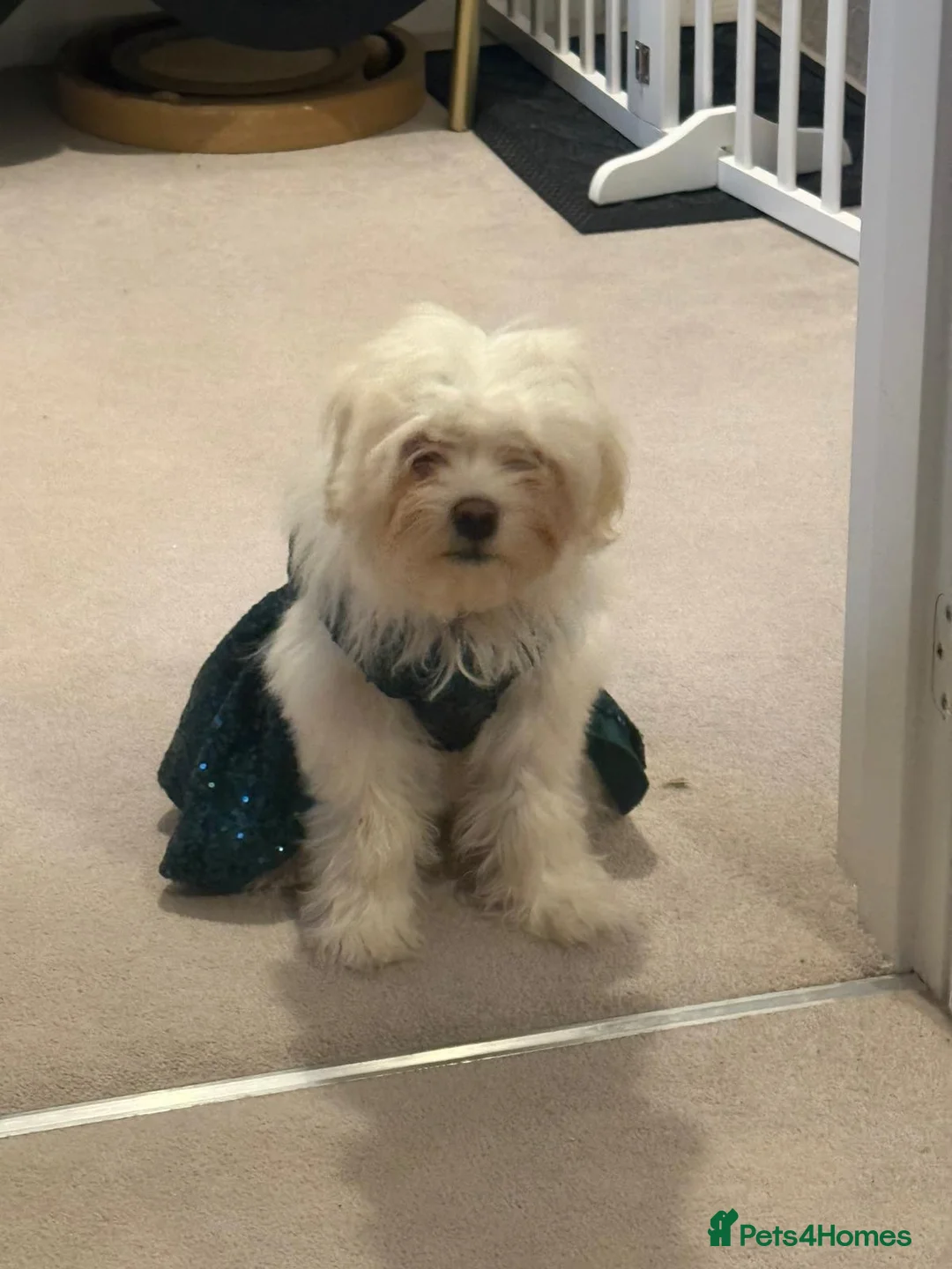 Maltipoo dogs for sale: Beautiful Amber for re homing!  - Advert 8