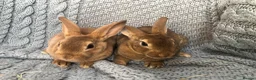 Rex rabbits for sale: Beautiful velvet mini Rex & Rex rabbits - Advert 21