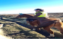 Arabian horse horses for sale: 15hh Arab Gelding For Sale - Image 3