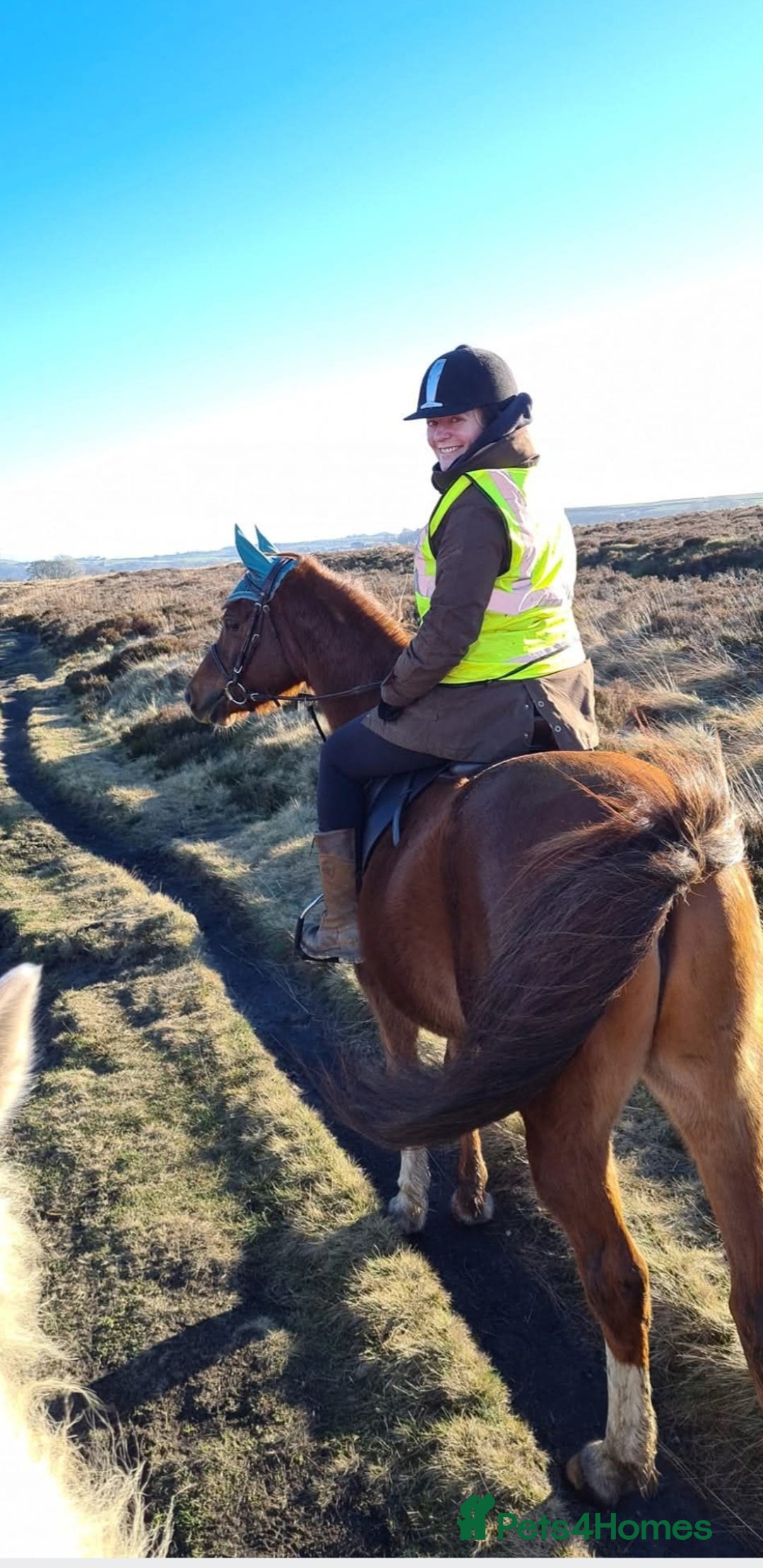 Arabian horse horses for sale: 15hh Arab Gelding For Sale - Image 3