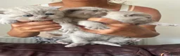 British Shorthair cats for sale: Lilac British shorthair kittens for sale - Advert 4