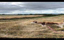 Siberian Husky dogs for sale: Two Siberian Husky Males - Image 14