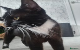 Mixed Breed cats for sale: 1 female kitten available for her forever home!  - Image 2