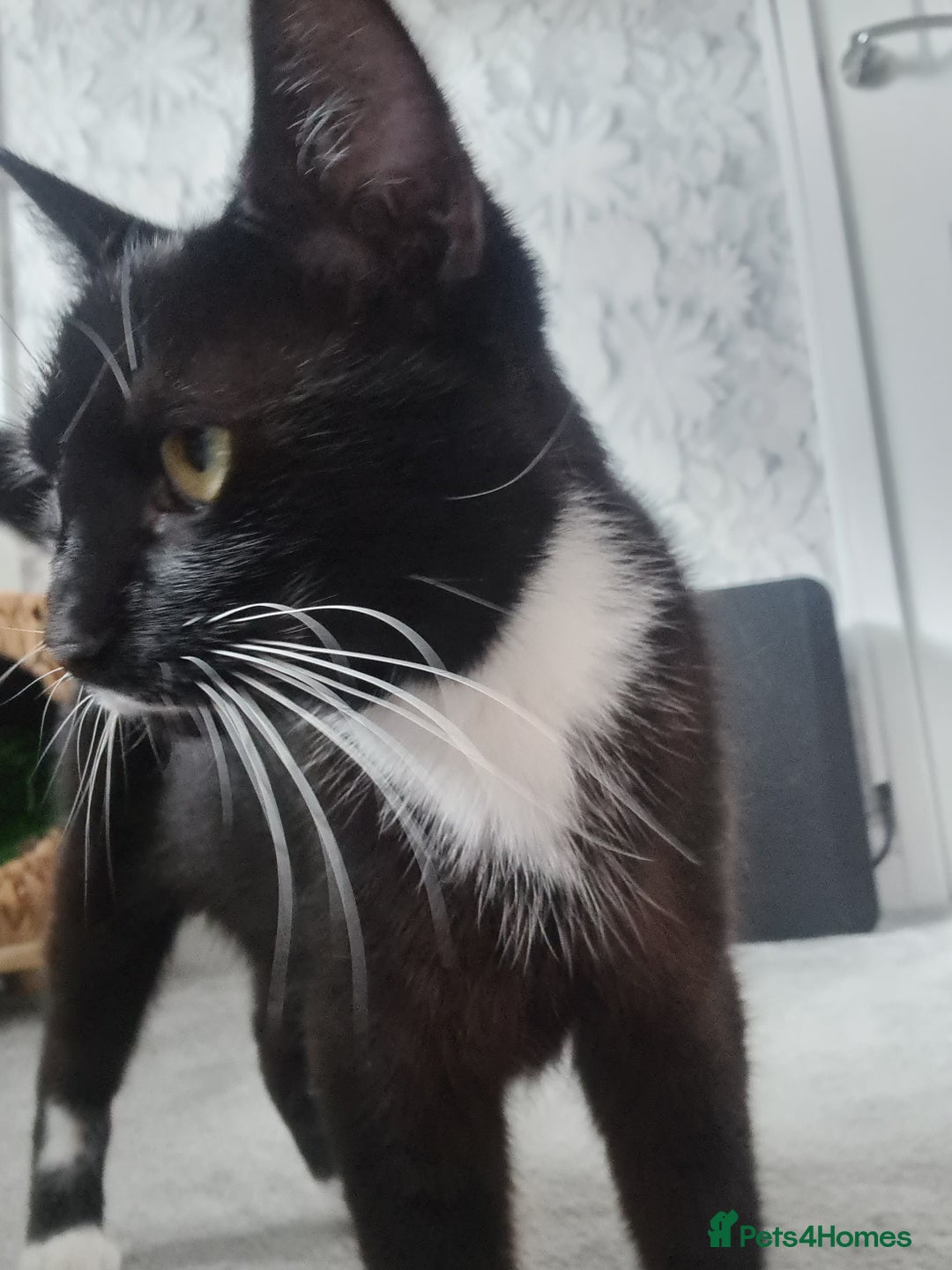 Mixed Breed cats for sale: 1 female kitten available for her forever home!  - Image 2
