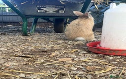 Continental Giant rabbits for sale: Big boy - Image 5