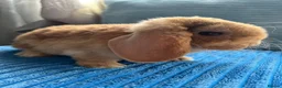Mini Lop rabbits for sale: 🦋Pure Breed Mini plush lop 🦋 in Halstead - Advert 7