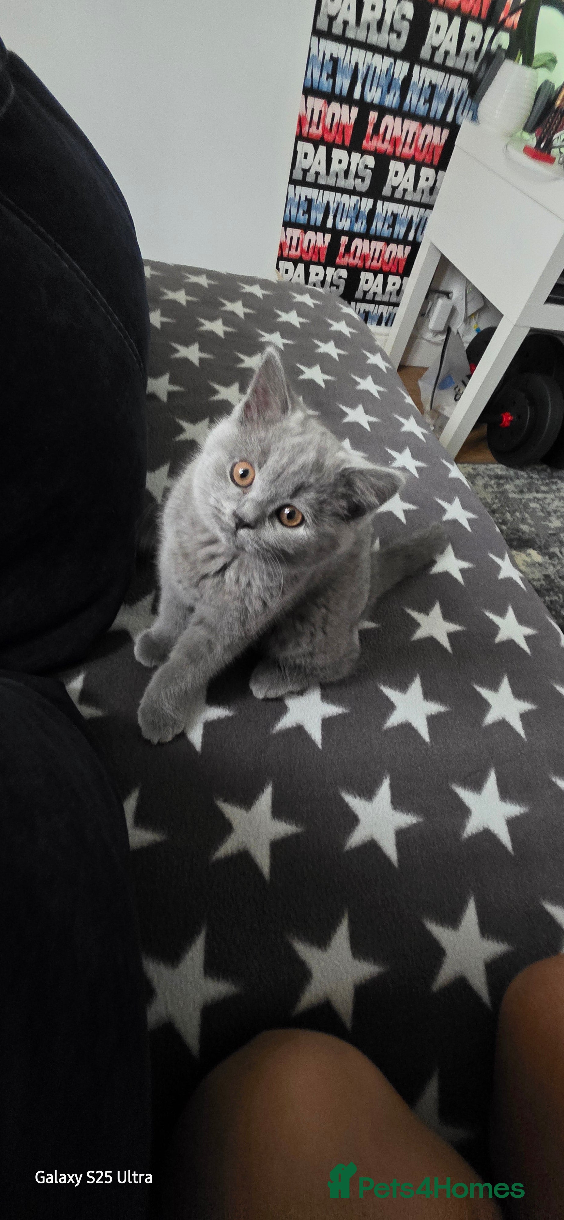 British Shorthair cats British ShortHair 🐈‍⬛ - Advert 17