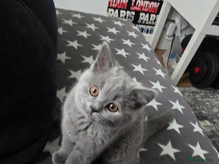 British Shorthair cats British ShortHair 🐈⬛ - Advert 17