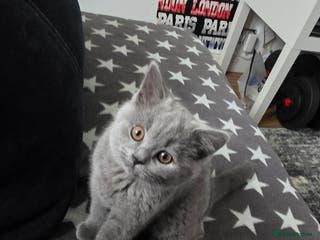 British Shorthair cats British ShortHair 🐈⬛ - Advert 16