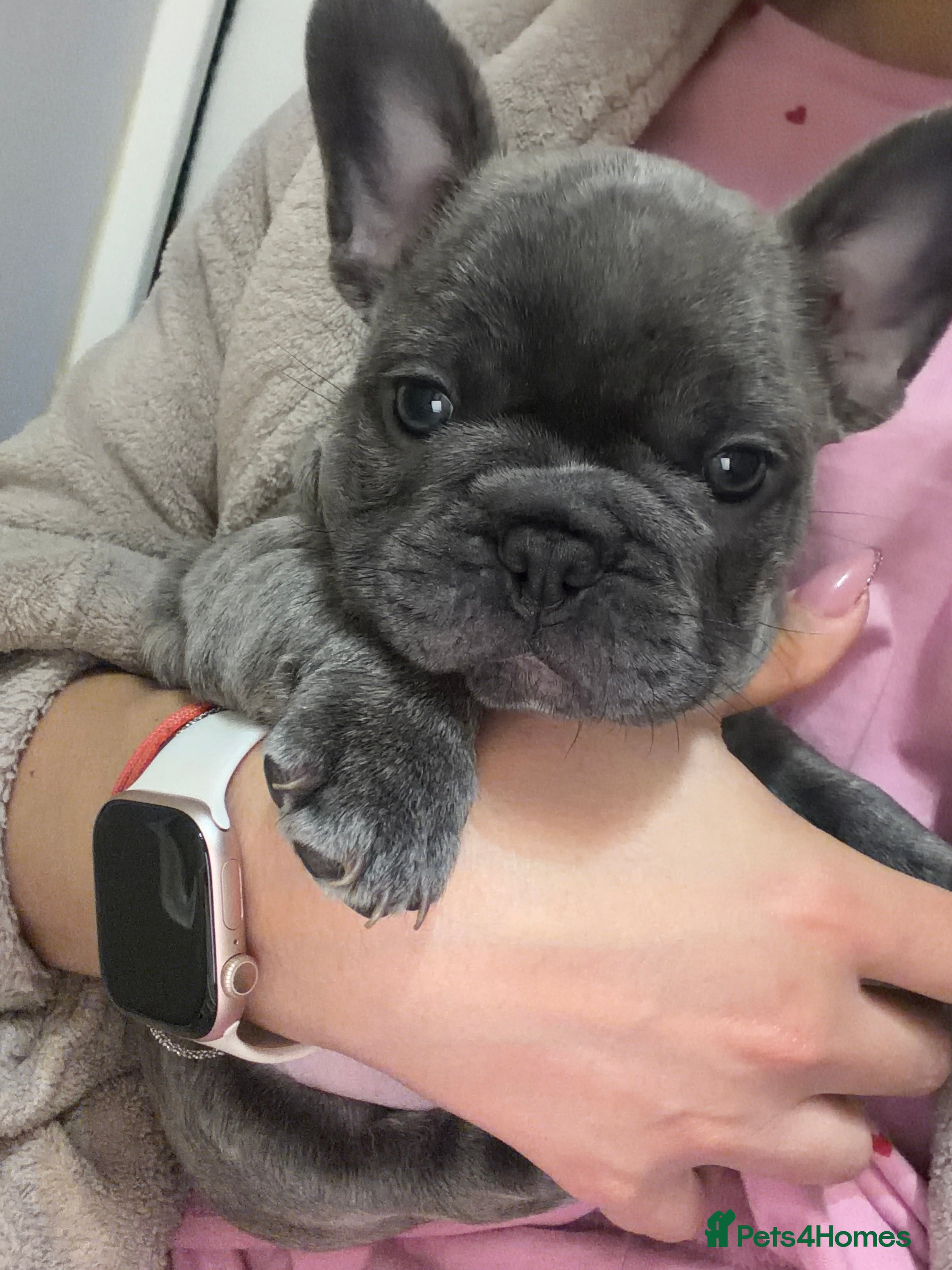 French Bulldog dogs Pedigree French Bulldog Puppies – Home-Raised - Advert 2