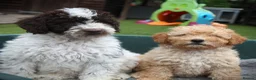 Cockapoo dogs for sale: F1b (Extra Curly) Cockapoos ✨ in Eastleigh - Advert 5