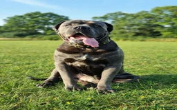 Cane Corso dogs for stud: 60kg Cane-corso stud - Image 5