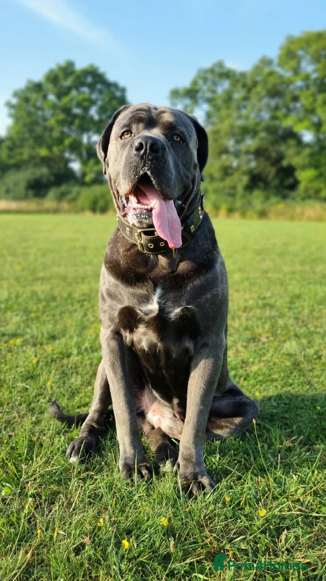Cane Corso dogs for stud: 60kg Cane-corso stud - Image 5
