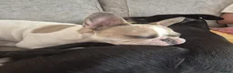 French Bulldog dogs for sale: Beautiful French Bulldog  - Advert 3