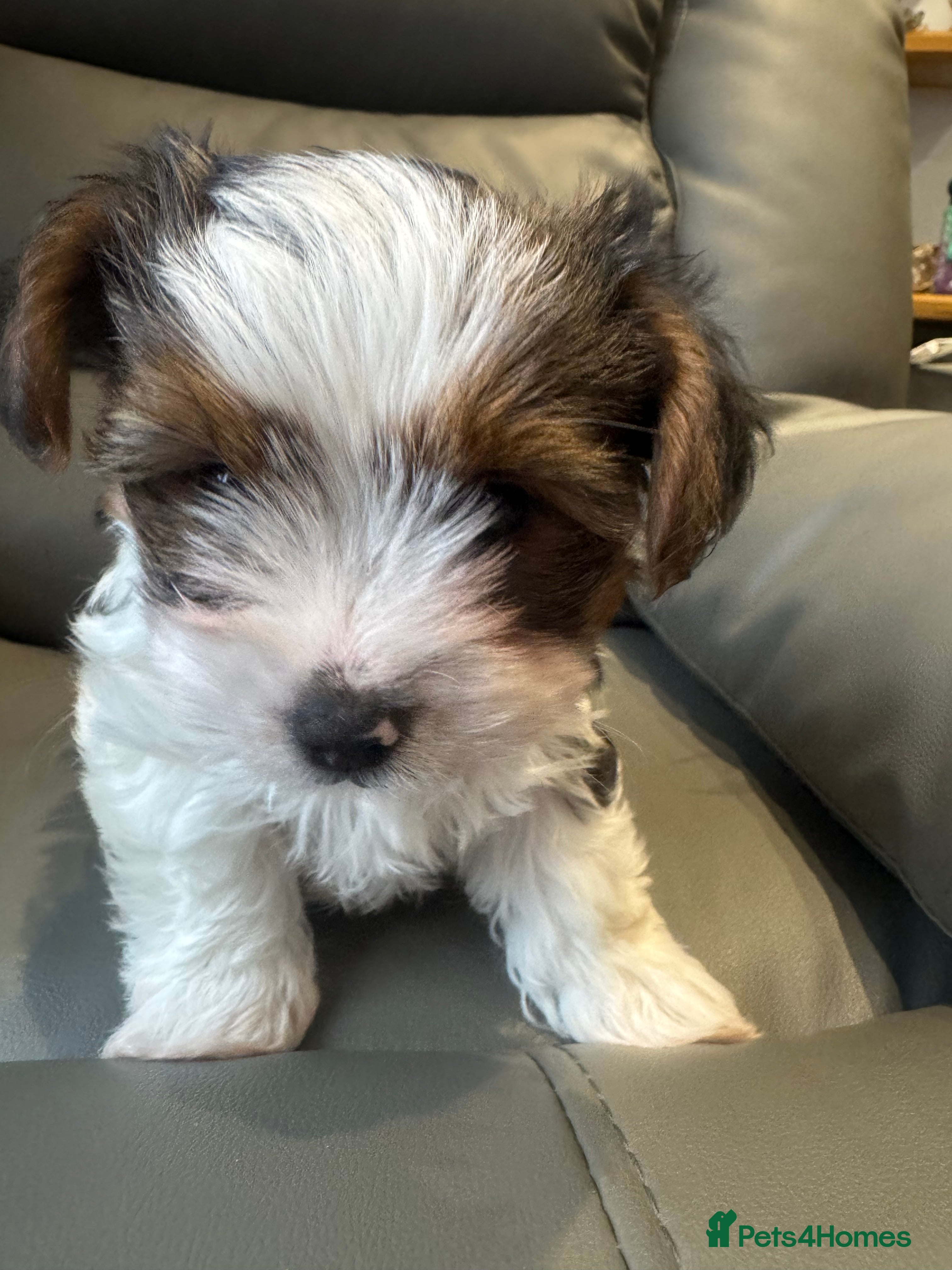 Biewer Terrier dogs Biewer Terrier - Advert 1