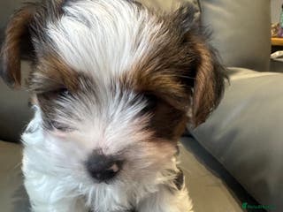 Biewer Terrier dogs Biewer Terrier - Advert 4