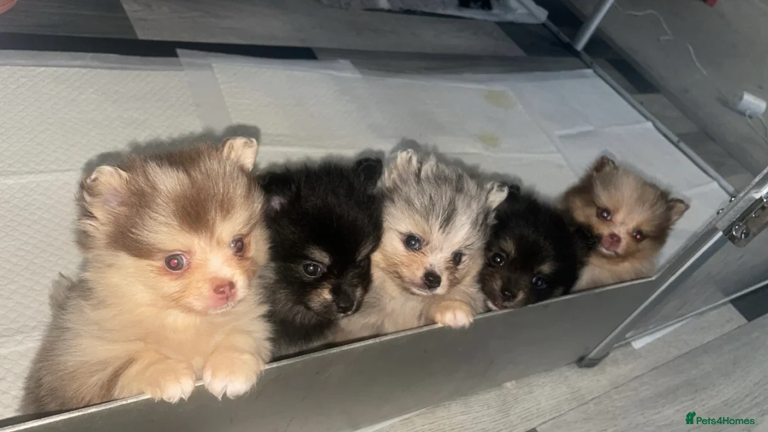 Pomeranian dogs for sale: 4 beautiful Pomeranians in Sheffield - Advert 2