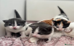Mixed Breed cats for sale: Gorgeous kittens  - Image 2