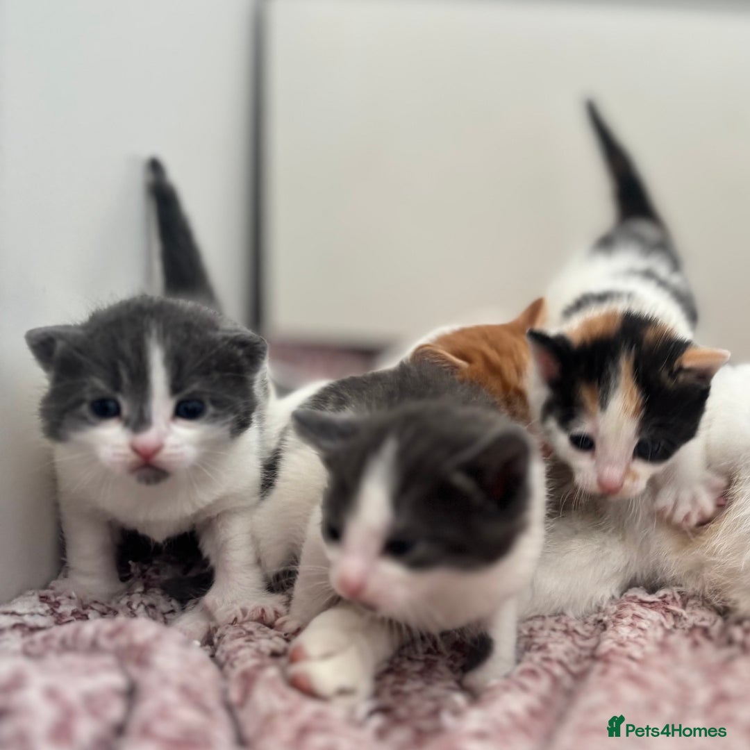 Mixed Breed cats for sale: Gorgeous kittens  - Image 2