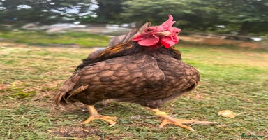 Chickens poultry - Advert 3
