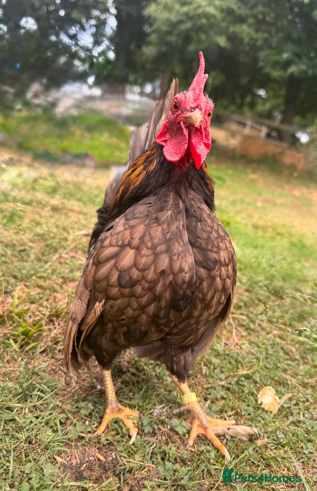 Chickens poultry for sale: Serama Cockerels Looking for New Homes - Image 3