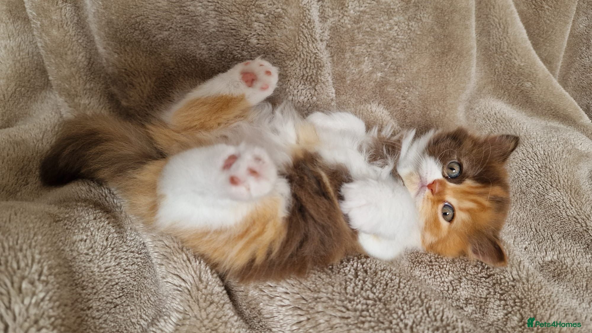 British Longhair cats Adorable British Longhair kittens - TICA registred - Advert 2