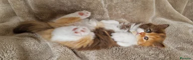 British Longhair 2